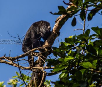 Macaco Bugio ou Guariba