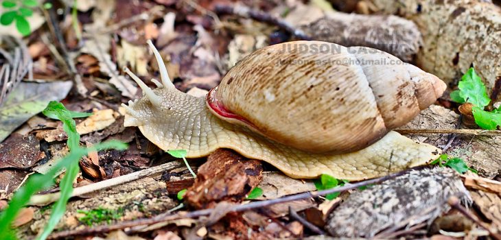 Aruá do Mato ou Caramujo Gigante