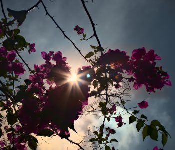 Bougainville e o Sol