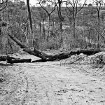 Arvore Queimada no Parque Altamiro de Moura Pacheco Arvore Queimada no Parque Altamiro de Moura Pacheco