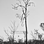 Arvore Queimada no Parque Altamiro de Moura Pacheco Arvore Queimada no Parque Altamiro de Moura Pacheco